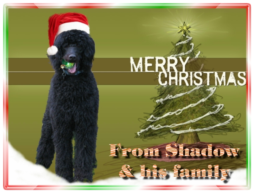 Name:  shadow-christmas-card-3.jpg
Views: 33578
Size:  291.5 KB