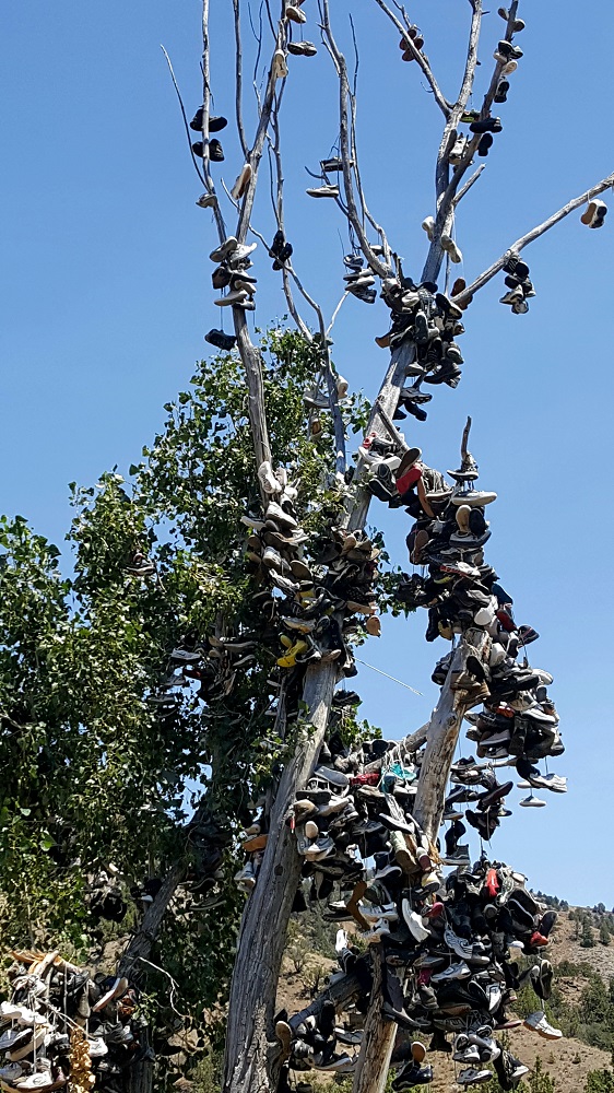 Name:  Shoe Tree.jpg
Views: 3702
Size:  312.8 KB