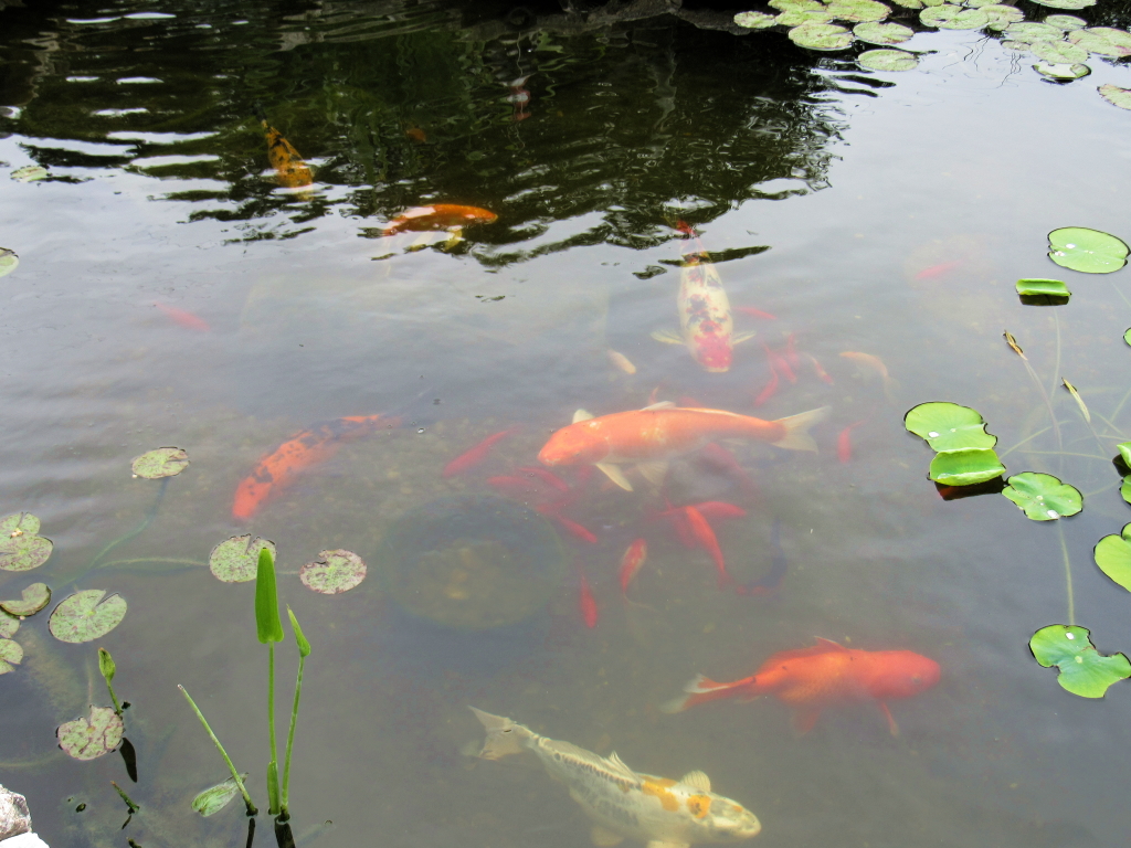 Name:  pond-fish.jpg
Views: 20290
Size:  648.7 KB