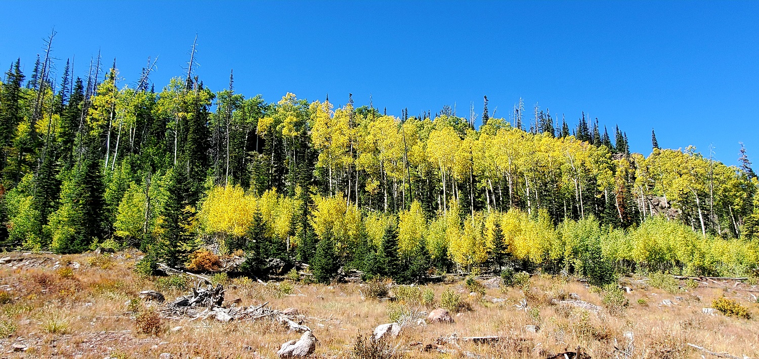 Name:  Cedar Breaks NP (5).jpg
Views: 11018
Size:  735.6 KB